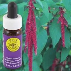 Love-Lies-Bleeding Dropper 0.25 oz